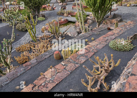Jardin de cactus à Lanzarote Banque D'Images