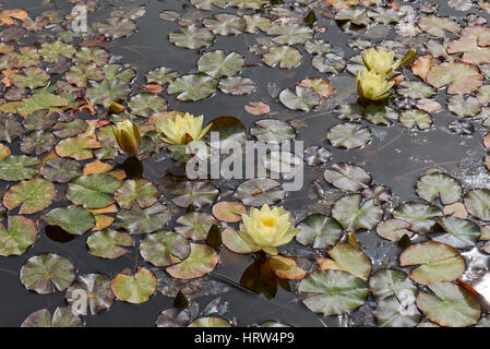 Nymphaea Banque D'Images