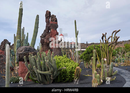 Jardin de cactus à Lanzarote Banque D'Images