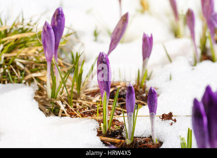 Purple crocus hors de la vue de la terre de la magie du printemps en fleurs crocus fleurs poussant dans la faune. Banque D'Images