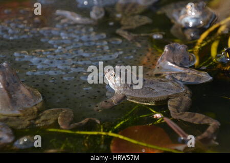 Grenouilles commun dans un étang de jardin, Angleterre Banque D'Images