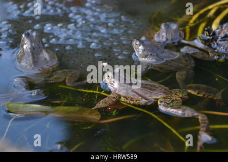Grenouilles commun dans un étang de jardin, Angleterre Banque D'Images
