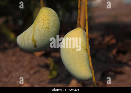 Close up de mangue sur l'arbre. Banque D'Images