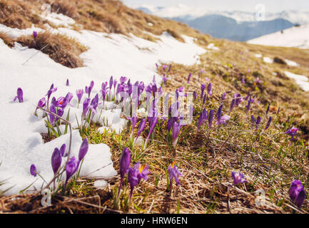 Les premières fleurs de printemps crocus dès que la neige descend sur l'arrière-plan de montagnes Banque D'Images