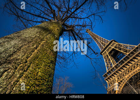 Tour Eiffel et Big Tree Banque D'Images