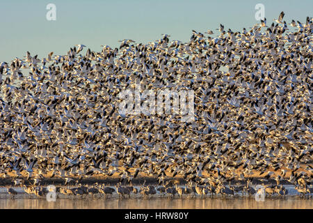 Des Neiges en vol au-dessus de la grue à Bosque del Apache National Wildlife Refuge, Nouveau Mexique. Banque D'Images