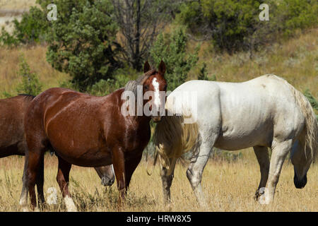 Cheval sauvage (Equus feral) Parc National Theodore Roosevelt, ND, USA Banque D'Images