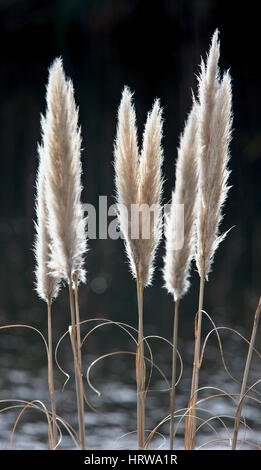 L'herbe de la pampa (cortaderia selloana) têtes de graine, Cornwall, England, UK. Banque D'Images