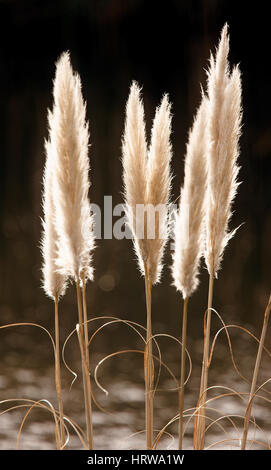 L'herbe de la pampa (cortaderia selloana) têtes de graine, Cornwall, England, UK. Banque D'Images