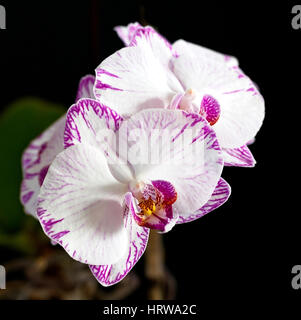 Phalaenopsis ou Orchidée Papillon tige fleurie, Cornwall, England, UK. Banque D'Images
