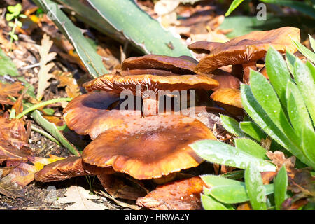 Champignons dans la litière de feuilles, Cornwall, England, UK. Banque D'Images