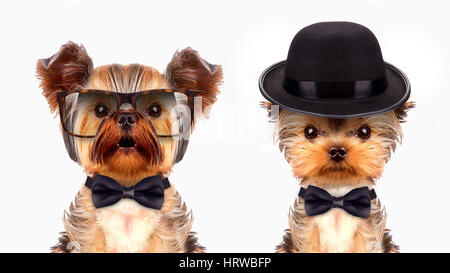 Funny dogs portant cravate, chapeau et lunettes. Concept d'affaires Banque D'Images