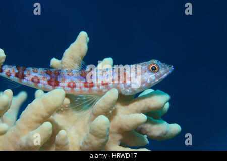 Lizardfish panachée (Synodus variegatus) corail mou sur sous-marine en Mer Rouge Banque D'Images