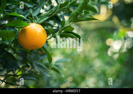 Fruit d'orange accroché sur orange tree Banque D'Images