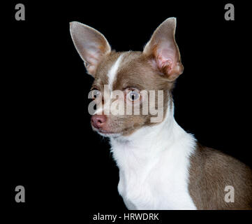 Chihuahua side view portrait sur fond noir Banque D'Images