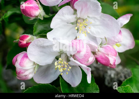 Sur une branche de pommier fleurs blanc fleuri près de la boutons de rose. Gros plan présente. Banque D'Images