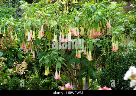 Angel's Trumpet (Brugmansia) floraison sur un arbre Banque D'Images