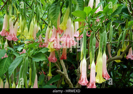 Angel's Trumpet (Brugmansia) floraison sur un arbre Banque D'Images