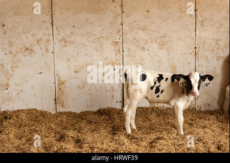 Un veau Holstein (Bos primigenius) avec des marques auriculaires isolées de sa mère dans une grange dans la région du Sud-Ouest de l'Ontario, Canada. Banque D'Images