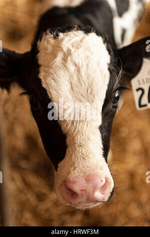 Close-up d'un veau Holstein (Bos primigenius) avec des marques auriculaires isolées de sa mère dans une grange dans la région du Sud-Ouest de l'Ontario, Canada. Banque D'Images