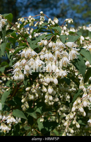 Inflorescence Deutzia Banque D'Images