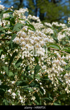 Inflorescence Deutzia Banque D'Images