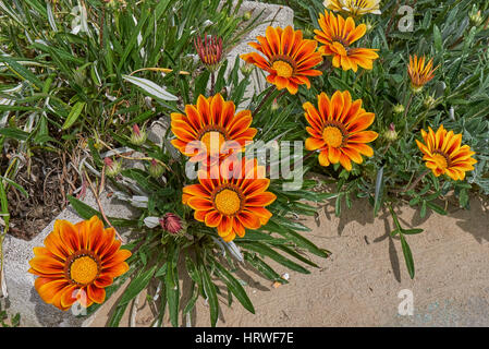 fleurs de Gazania Banque D'Images