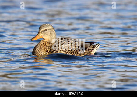 Une femelle Canard colvert Anas platyrhynchos natation sur un lac Banque D'Images