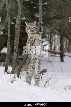 Bobcat dans la neige blanche profonde debout tenant debout sur la branche Banque D'Images