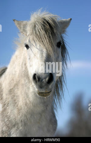 Vue avant pony horse portrait close up sur fond de ciel bleu naturel Banque D'Images