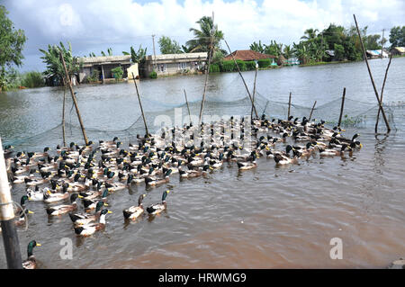 Ferme de canards près d'Alappuzha/Alleppy dans le Kerala (pays de Dieu), les eaux intérieures, Inde (photo Copyright © par Saji Maramon) Banque D'Images