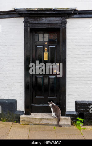 Chat noir et blanc assis sur le seuil d'une maison blanche avec une porte noire. Banque D'Images