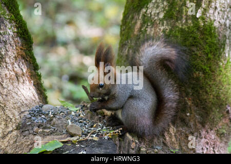 Comité permanent de l'écureuil entre Fougères et leafs Portrait d'un écureuil curieux près de l'arbre Banque D'Images