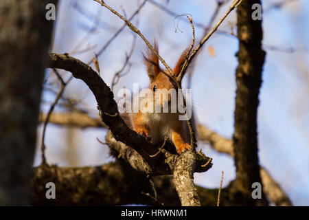 Comité permanent de l'écureuil entre Fougères et leafs Portrait d'un écureuil curieux près de l'arbre Banque D'Images