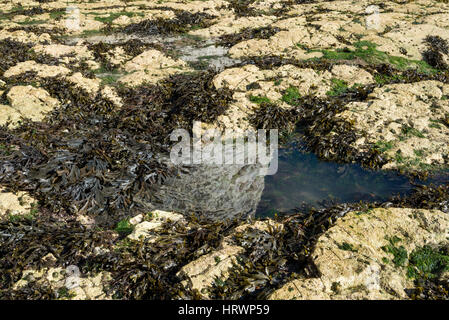 Des rochers et des algues sur le rivage rocailleux à Selwicks bay, Flamborough, North Yorkshire, Angleterre. Banque D'Images