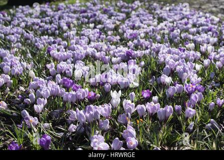 Tamworth, Staffordshire, Royaume-Uni. 4 mars, 2017. Grand beau temps le matin. Des fleurs sur les arbres, les jonquilles et les crocus. Credit : Slawomir Kowalewski/Alamy Live News Banque D'Images