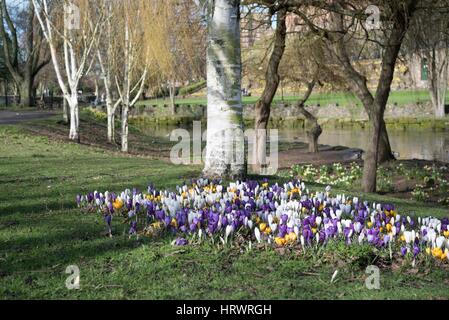 Tamworth, Staffordshire, Royaume-Uni. 4 mars, 2017. Grand beau temps le matin. Des fleurs sur les arbres, les jonquilles et les crocus. Credit : Slawomir Kowalewski/Alamy Live News Banque D'Images