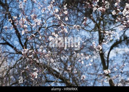 Tamworth, Staffordshire, Royaume-Uni. 4 mars, 2017. Grand beau temps le matin. Des fleurs sur les arbres, les jonquilles et les crocus. Credit : Slawomir Kowalewski/Alamy Live News Banque D'Images