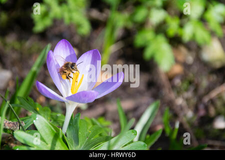 D'abeille Miel Pollen nectar de centre d'une fleur de crocus, mars 2017 Hertford UK Banque D'Images