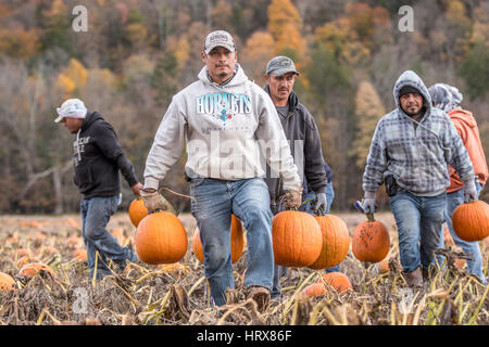 Les agriculteurs en Pennsylvanie, Berwick citrouilles transport Banque D'Images