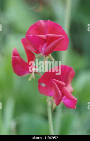 Lathyrus 'Winston Churchill' Banque D'Images