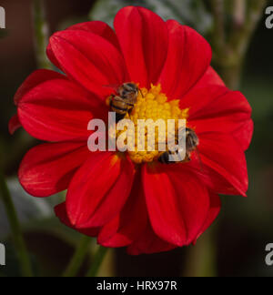 Bourdon se nourrissant de Dahlia, photographié dans les jardins de Brasilia - Brésil de l'écosystème. Banque D'Images