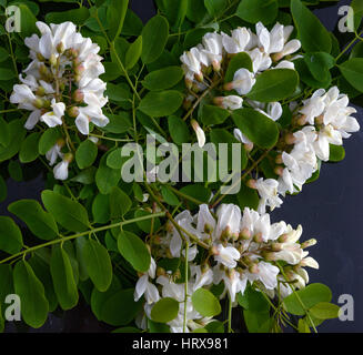 Quelques grappes de fleurs d'un blanc éclatant avec des feuilles vertes du robinier faux-acacia (Robinia pseudoacacia) se trouvent sur la plaque noire. Banque D'Images