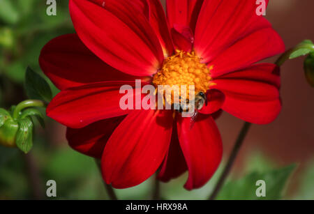 Bourdon se nourrissant de Dahlia, photographié dans les jardins de Brasilia - Brésil de l'écosystème. Banque D'Images