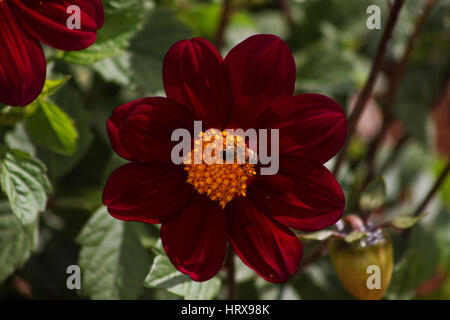 Bourdon se nourrissant de Dahlia, photographié dans les jardins de Brasilia - Brésil de l'écosystème. Banque D'Images