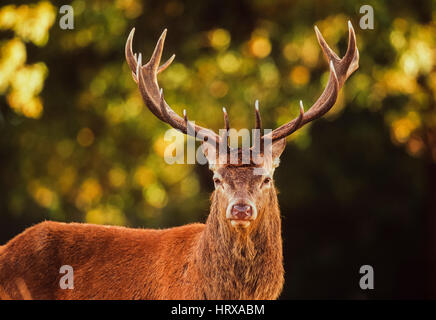 Red Deer stag, (Cervus elaphus), Richmond Park, Londres, Royaume-Uni, en automne. Banque D'Images