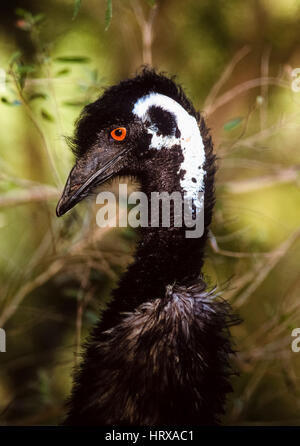 L'UEM, (Dromaius novaehollandiae), New South Wales, Australie Banque D'Images