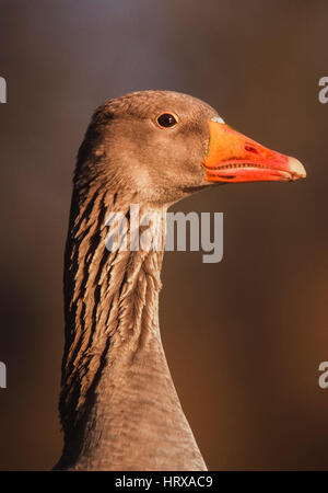 Oie cendrée (Anser anser), le parc national de Keoladeo Ghana, Bharatpur, Rajasthan, Inde Banque D'Images