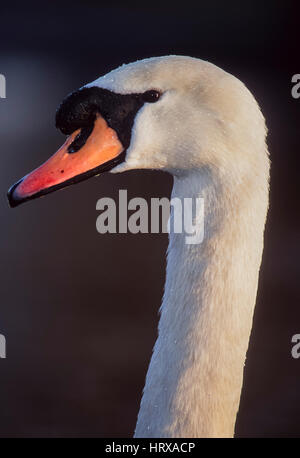 Mute Swan (Cygnus olor), mâle, oiseau, Regents Park, Londres, Royaume-Uni Banque D'Images