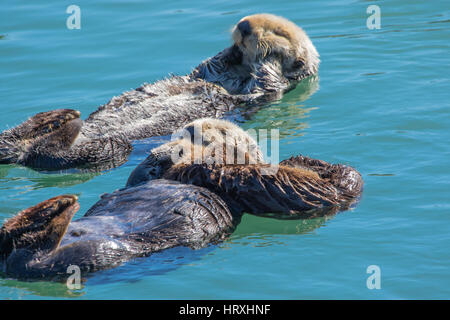 Les loutres de mer avec leurs bébés flottant dans le port de Morro Bay California USA Banque D'Images
